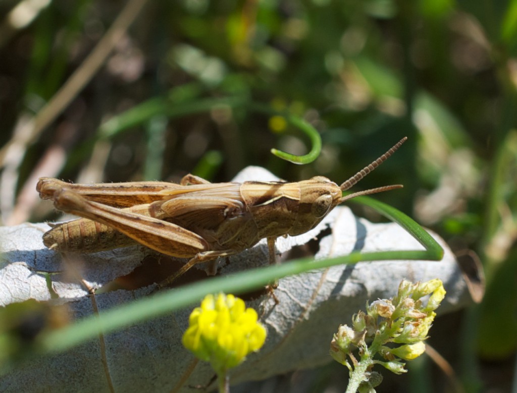 Chorthippus Parallelus - Meadow Grasshopper