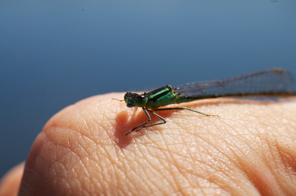 Coenagrion Puella - Azure Damselfly