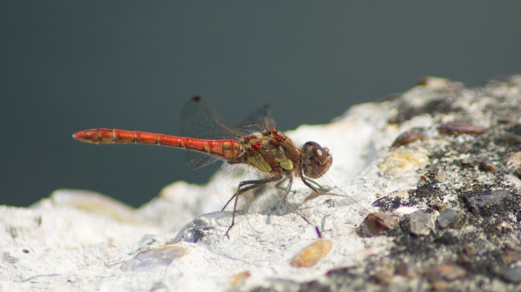 Male Sympetrum striolatum - Common darter dragonfly
