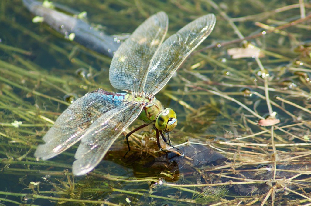 Female Anax imperator - emperor dragonfly