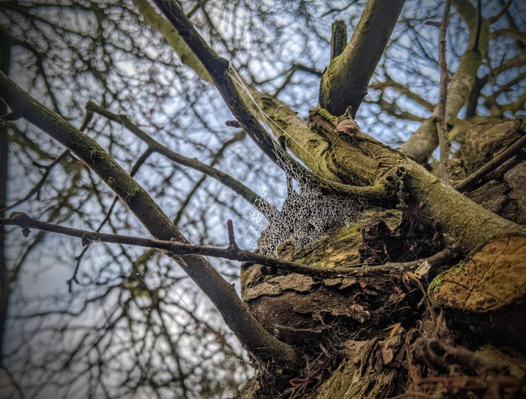 A frozen spiderweb on an interesting tree at the park