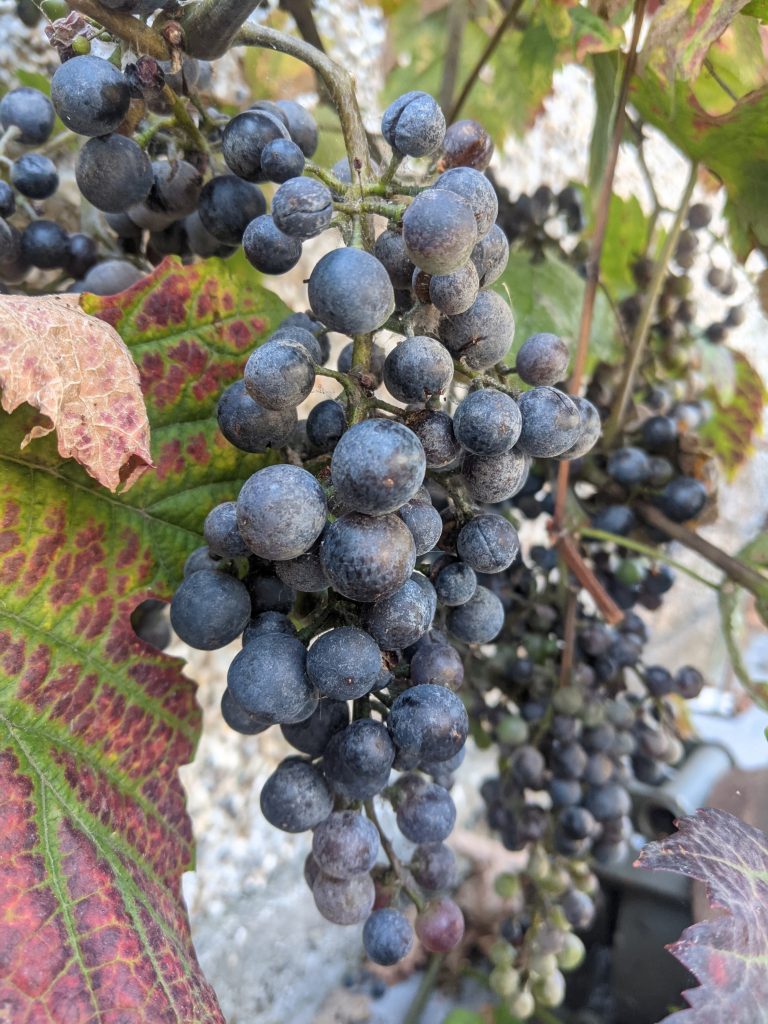 Many small grapes. 